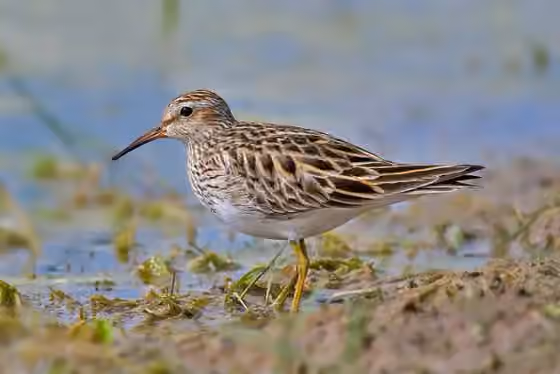 Dokumentasi Calidris melanotos