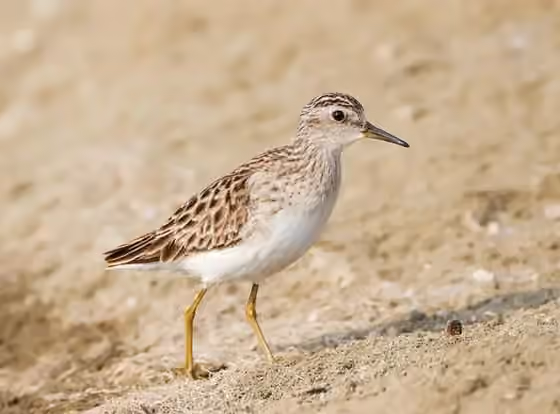 Dokumentasi Calidris subminuta