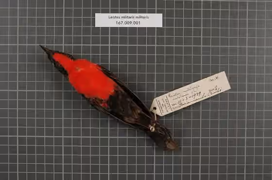 Spesimen museum Leistes militaris