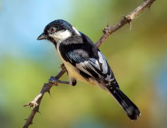 Dokumentasi Machlolophus nuchalis
