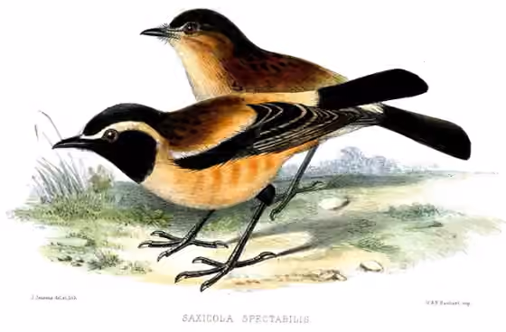 Pelat ilustrasi Campicoloides bifasciatus dengan beberapa figur burung