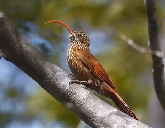 Dokumentasi Campylorhamphus trochilirostris