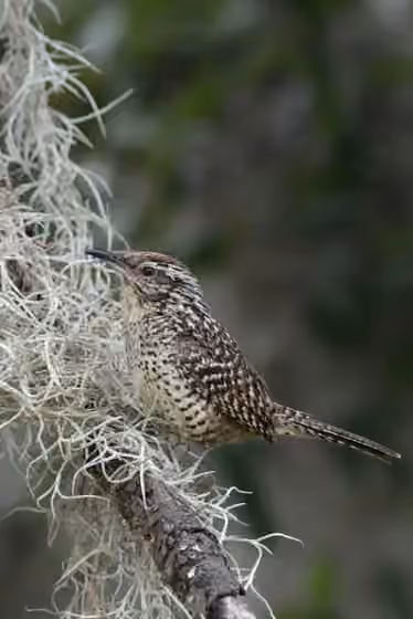 Dokumentasi Campylorhynchus gularis