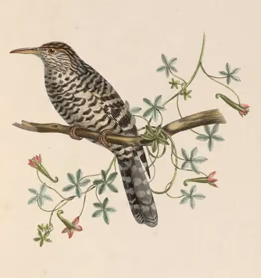Ilustrasi Campylorhynchus megalopterus