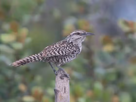 Dokumentasi Campylorhynchus yucatanicus
