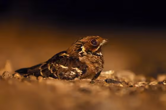 Dokumentasi Caprimulgus atripennis