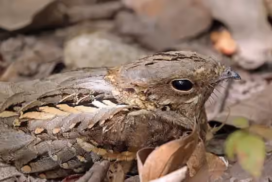 Dokumentasi Caprimulgus climacurus
