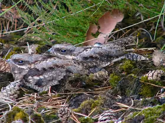 Dokumentasi Caprimulgus europaeus
