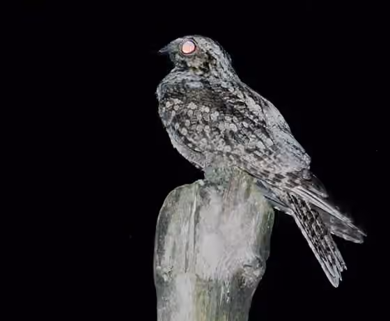 Dokumentasi Caprimulgus indicus