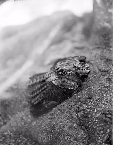 Dokumentasi Caprimulgus jotaka
