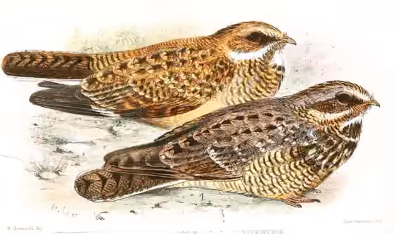 Pelat ilustrasi Caprimulgus natalensis dengan beberapa figur burung