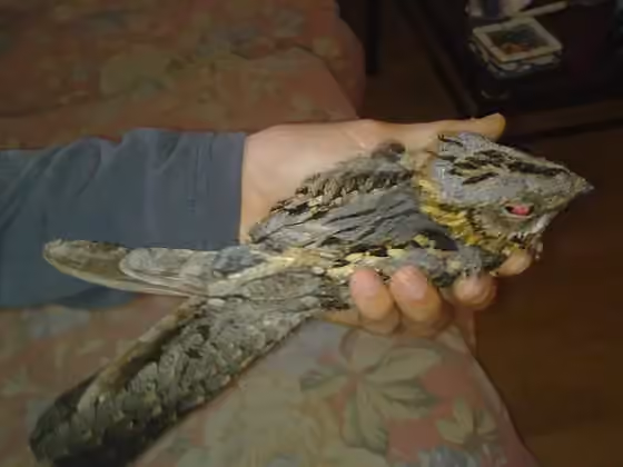 Dokumentasi Caprimulgus ruficollis
