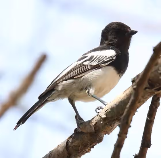 Dokumentasi Melaniparus albiventris