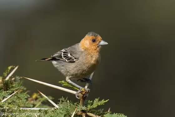 Dokumentasi Melaniparus fringillinus