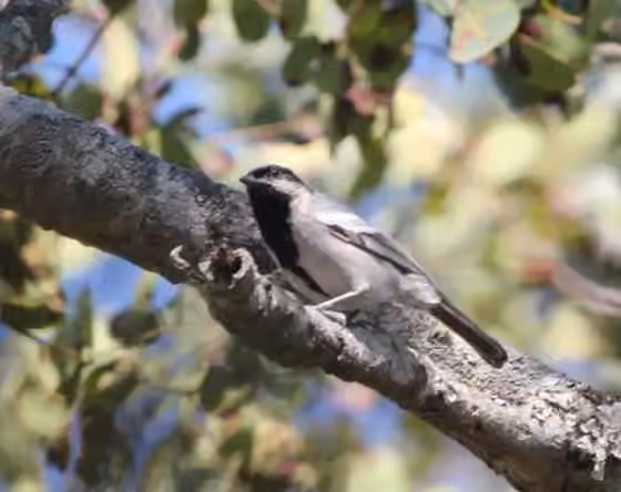 Dokumentasi Melaniparus griseiventris