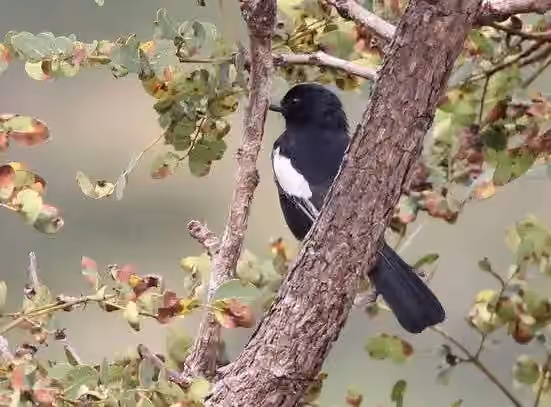 Dokumentasi Melaniparus leucomelas