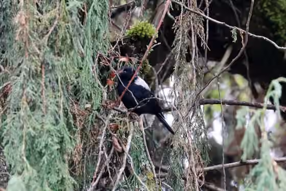 Dokumentasi Melaniparus leuconotus