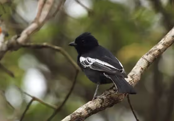 Dokumentasi Melaniparus niger