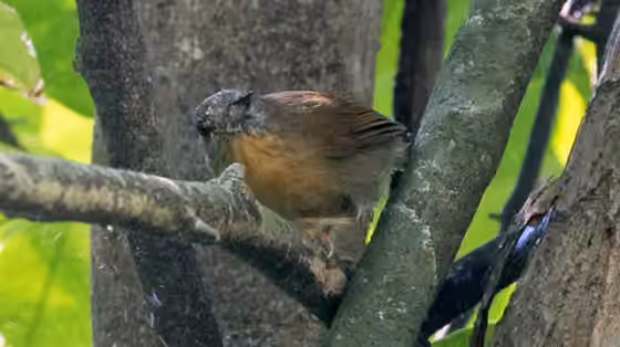 Dokumentasi Mixornis flavicollis