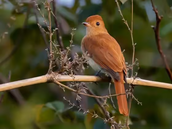 Dokumentasi Casiornis rufus
