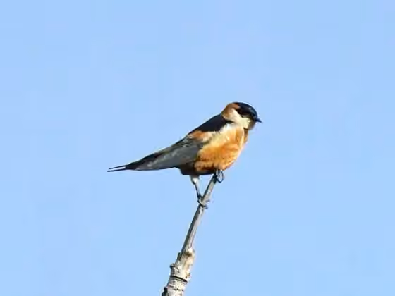 Dokumentasi Cecropis senegalensis