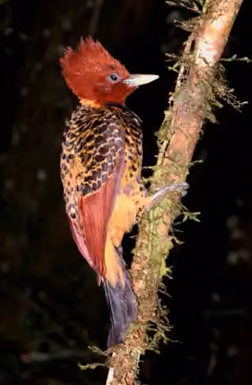 Dokumentasi Celeus spectabilis