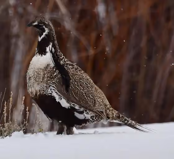 Dokumentasi Centrocercus minimus