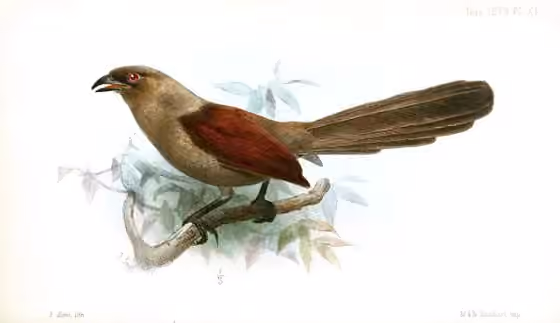Ilustrasi Centropus andamanensis