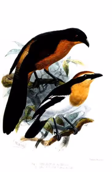 Ilustrasi Centropus anselli