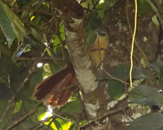 Dokumentasi Centropus celebensis