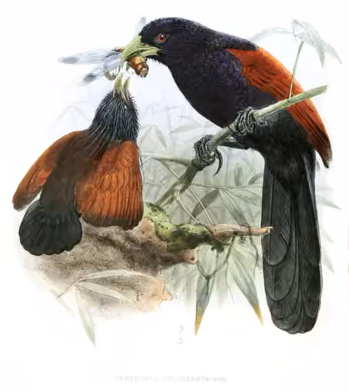 Ilustrasi Centropus chlororhynchos