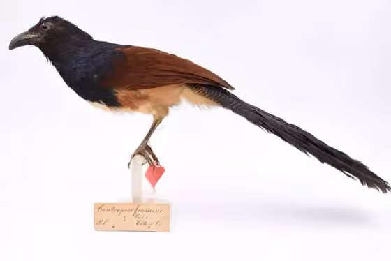 Dokumentasi Centropus leucogaster