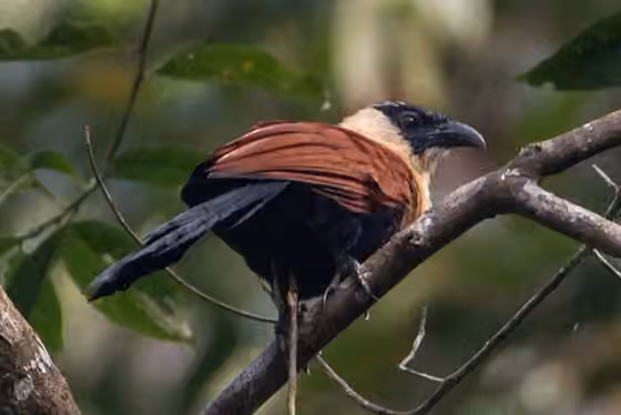 Dokumentasi Centropus melanops