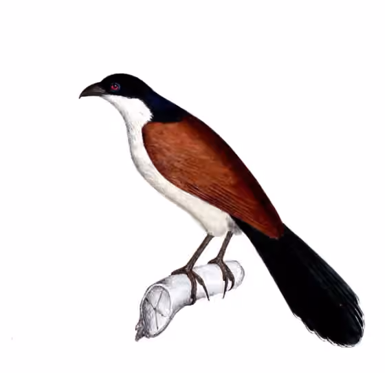 Ilustrasi Centropus monachus
