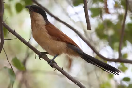 Dokumentasi Centropus senegalensis