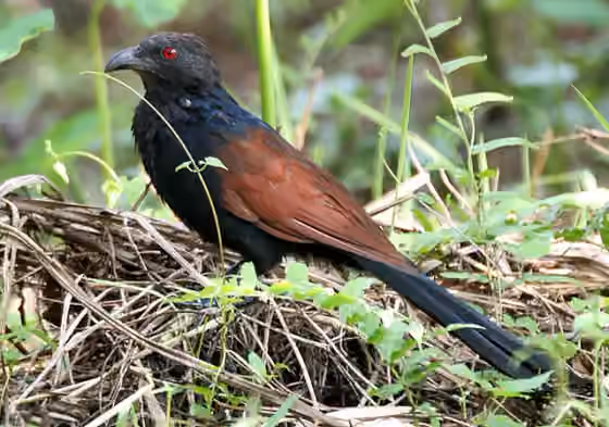 Dokumentasi Centropus sinensis