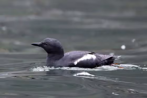 Dokumentasi Cepphus columba