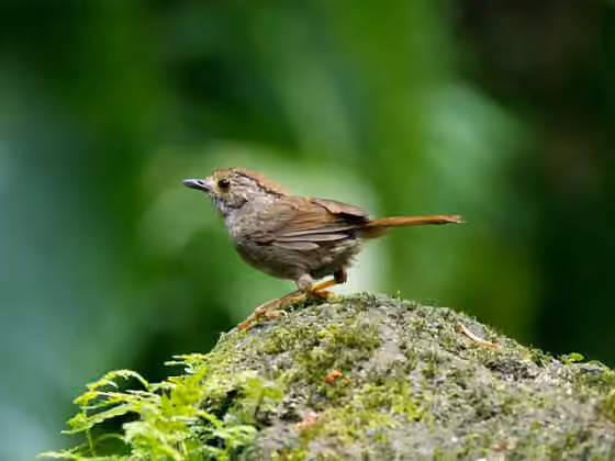 Dokumentasi Schoeniparus brunneus