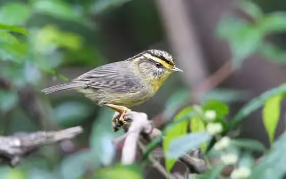 Dokumentasi Schoeniparus cinereus
