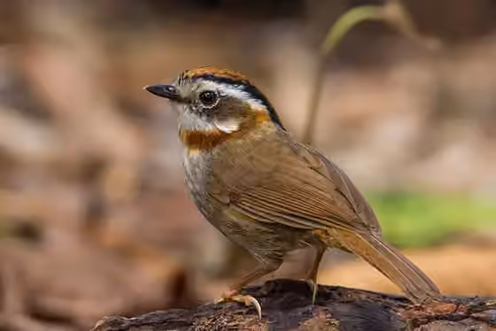 Dokumentasi Schoeniparus rufogularis