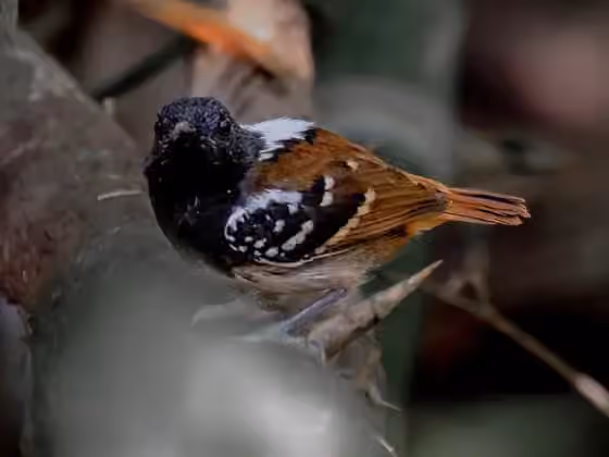 Dokumentasi Sciaphylax hemimelaena