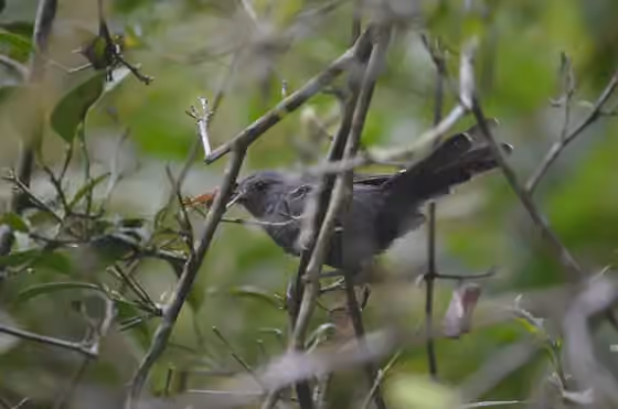 Dokumentasi Cercomacra brasiliana