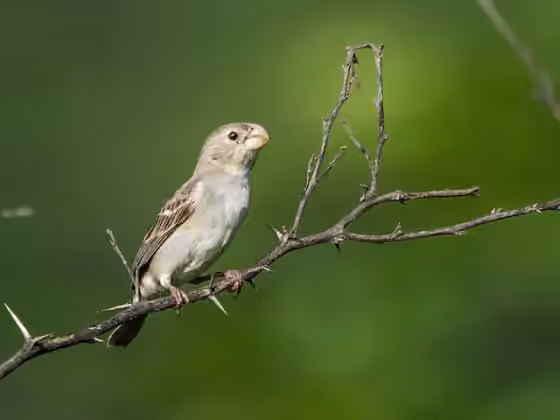 Dokumentasi Sporophila peruviana
