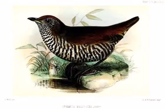 Ilustrasi Chamaeza mollissima