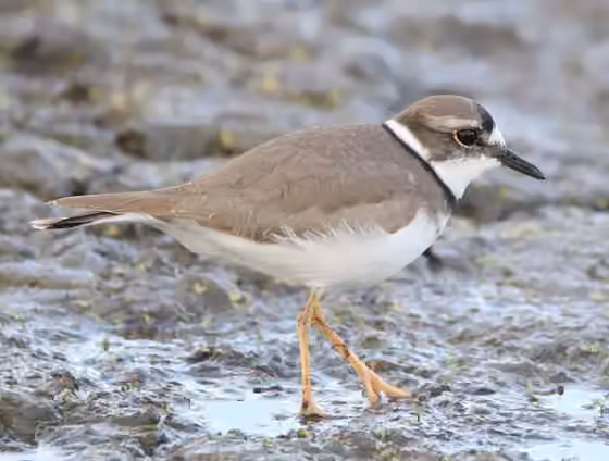 Dokumentasi Charadrius placidus