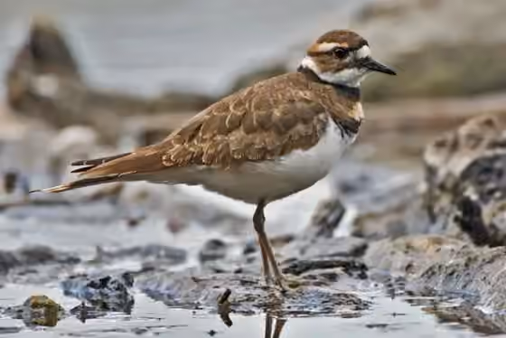 Dokumentasi Charadrius vociferus
