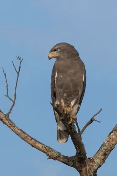 Dokumentasi Circaetus cinerascens