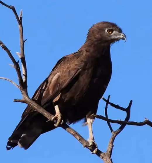 Dokumentasi Circaetus cinereus