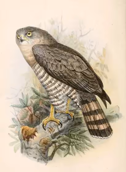 Ilustrasi Circaetus fasciolatus