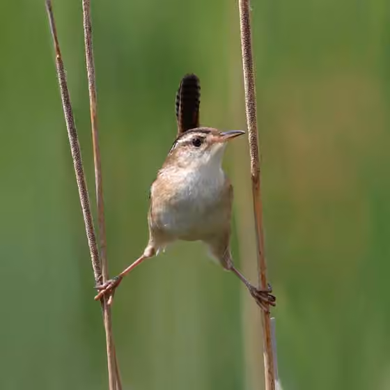 Dokumentasi Cistothorus palustris